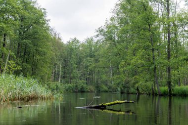 Dar bir orman nehrinin sakin ve huzurlu manzarası. Yosun tutmuş, düşmüş bir kütük yemyeşil kıyı şeridinde yüzüyor..