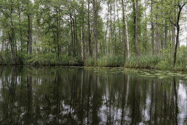 Sakin, yemyeşil bir nehirde, macera ve keşiflerin özünü yakalayan bir kanonun önünden manzarayı seyret..