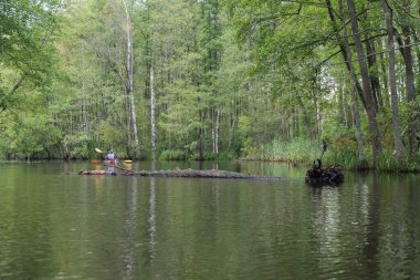 Bir kanocu sakin bir nehirde düşen bir ağacın yanından kürek çeker, yemyeşil bir orman manzarasında yalnızlık ve keşif hissi yakalar..