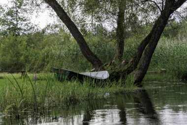 Suyun kenarındaki büyük bir ağacın altında uzun otlarla çevrili yeşil ve beyaz bir teknenin yakın çekim görüntüsü..