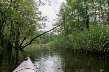 İki kanocu, sakin bir nehrin üzerinde asılı duran bir ağacın yanından kürek çekerek sık bir ormanda eşsiz ve maceralı bir manzara yaratıyorlar..
