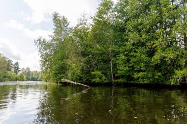 Nehrin sakin ve yansıtıcı yüzeyi, yumuşak bir dalgalanmayla, yemyeşil ağaçlarla kaplı nehir kıyısında devrilmiş bir dalla..
