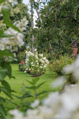  Çiçek açmış büyük beyaz bir ortanca çalısı yemyeşil kırsal bir bahçenin odak noktasıdır..