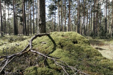  Bir çam ağacının çıplak köklerinin geniş bir görüntüsü güneşli orman zemininde, yemyeşil, yosun kaplı bir tepeye yayılıyor..