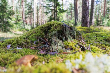 Büyük, yosun kaplı bir ağaç kütüğü, yemyeşil bir çam ormanında doğal bir kaide görevi görüyor, yosun ve çalılarla çevrili..