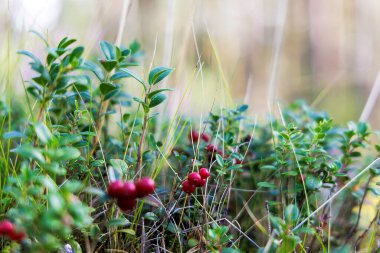 Narin çalılarının üzerinde çok yakın plan kırmızı yaban mersinleri, diğer orman bitkileri ve yumuşak bir arka plan ile çevrili otlar.