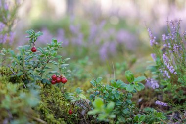 Kırmızı böğürtlenli yaban mersini çalıları ve mor bir çalılık yeşil yosun zeminine ve yumuşak odaklı bir ormana karşı duruyor..