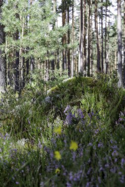 Genç bir çam ağacı, orman zemininde çiçek açan mor funda dahil olmak üzere çeşitli yeşil bitkilerin arasında duruyor..