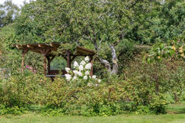 Kırsal bir ahşap çardak, bereketli ve huzurlu bir bahçede büyük beyaz bir ortanca çalısı ve diğer yeşil bitkiler tarafından kısmen gizleniyor..