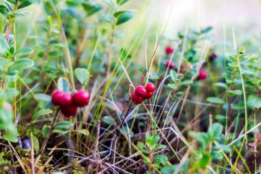 Çalılarının üzerinde olgun kırmızı yaban mersinlerinin yakın çekimi, güneşte parlayan yeşil yapraklar ve ormandaki uzun otlar arasında.