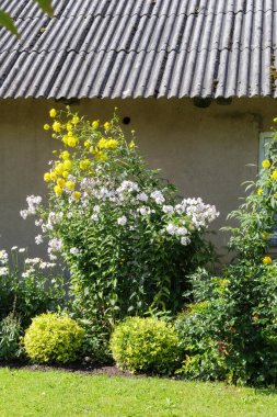  Kırsal bir bahçenin canlı bir bölümü çiçek açan beyaz ve sarı çiçekler ve kır evinin önündeki yemyeşil çalılar..