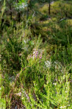  Güneşli bir ormanda, yemyeşil yosun ve yapraklarla çevrili ince bir sapın üzerinde pembe-mor bir fundalık çiçeğinin yakın çekimi..