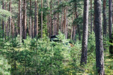 Uzun çam ağaçları ve sık orman ormanlarının arasına kısmen gizlenmiş bir arabanın geniş bir görüntüsü gözlerden uzak doğal bir yer olduğunu gösteriyor..