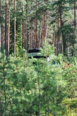 Arabanın arkası, arka planda yoğun bir orman bulunan genç çam ağaçları ve diğer orman büyümeleri tarafından kısmen gizleniyor..