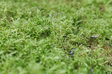  Canlı yeşil yosunların soyut ve detaylı bir yakın çekimi. Sığ alan derinliği, zeminin yumuşak dokusunu ve karmaşık desenlerini vurgular..