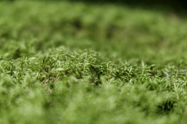  Canlı yeşil yosunların soyut ve detaylı bir yakın çekimi. Sığ alan derinliği, zeminin yumuşak dokusunu ve karmaşık desenlerini vurgular..