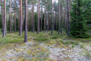 Uzun, ince ağaçlı, yosunlu bir çam ormanında sakin bir sahne. Uzakta bir insan görülüyor, sessizce yiyecek ararken, doğayla barışçıl bir bağ olduğunu düşündürüyor..