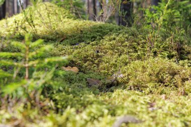 Bir chanterelle mantarı orman zeminindeki yemyeşil yosunların arasında kısmen gizlenir, çam ve diğer yapraklar doğal bir çerçeve sağlar..