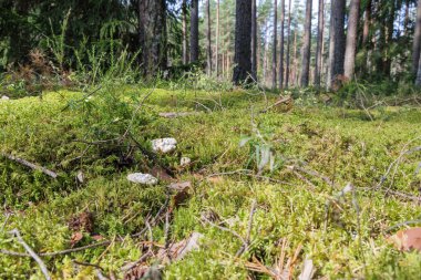 Ormanın zeminindeki kalın, yeşil yosunlardan filizlenen küçük, beyaz mercan mantarlarının yakın plan görüntüsü. Arka planda uzun çam ağaçları görünüyor..