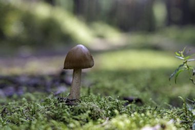 Uzun saplı tek bir kahverengi mantarın göz hizasında, düşük açılı görüntüsü, güneş lekeli bir ormanda canlı yeşil yosunlardan oluşan bir yatağa karşı duruyor..