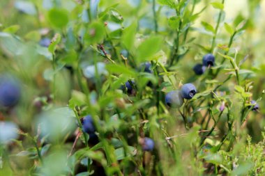 Koyu mavi yaban mersinlerinin yakın plan görüntüsü yeşil yapraklar arasında yumuşak, doğal bir arka planda..