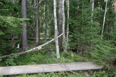 Çam ve huş ağaçlarının karışımı klasik bir orman sahnesi. Ön planda iki büyük devrilmiş ağaç var, doğal bir çürüme ve yaban hayatı hissi ekliyor..