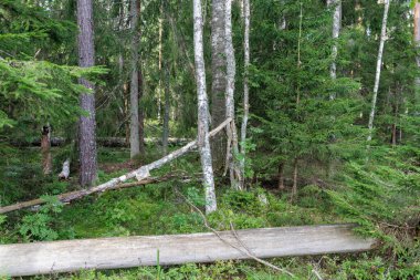 Çam ve huş ağaçlarının karışımı klasik bir orman sahnesi. Ön planda iki büyük devrilmiş ağaç var, doğal bir çürüme ve yaban hayatı hissi ekliyor.