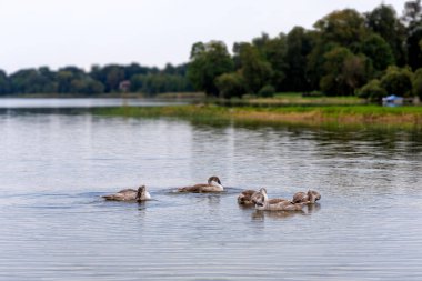Dört gri kuğu ağları, geniş bir gölün sakin ve sığ sularında birbirine yakın yüzerler. Suyun üzerinde koyu, yemyeşil bir ağaç çizgisi vardır.. 