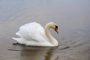 Muhteşem beyaz dilsiz kuğu sakin suda süzülür tüyleri hafifçe kabarır ve boynu zarif bir şekilde kıvrılır, güçlü, zarif bir profil oluşturur..