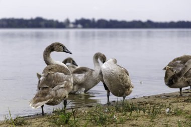 Kıyıda duran gri dilsiz kuğu cygnet 'in yakın plan portresi yumuşak bir arkaplanda dalgalı, kahverengi-gri tüylerini sergiliyor..