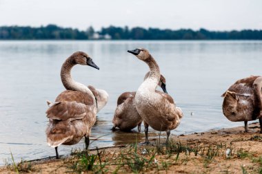 Gri Dilsiz Kuğu cygnetlerinden oluşan bir grup bir gölün kenarında aile bağlarını ve karşılıklı korumayı gösteriyor..