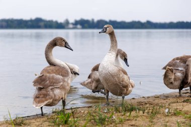 Gri dilsiz kuğu bir grup genç kuğunun arasında duruyor ve sakin göl suyuna doğru bakıyor..