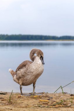 Gri dilsiz kuğu cygnet 'in yakın plan portresi kıyıda duruyor, başı aşağıda, yiyecek arama ya da derin düşünceleri çağrıştırıyor..