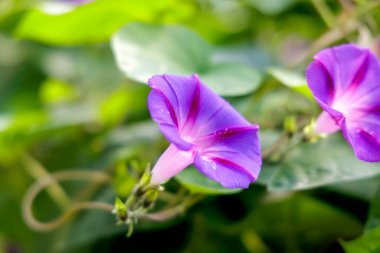 Eflatun bir devedikeni çiçeğinin yaprakları üzerinde dinlenirken bir eşekarısının vücudunu ve kanatlarını gösteren aşırı yakın plan..