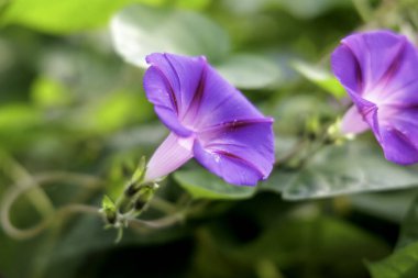 Bir eşek arısı, mor devedikeni çiçek kümesinin üzerine tünemiş, aktif olarak nektar arıyor, bulanık doğal yeşil ve sarı bir arka planı var..