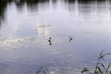 İki Büyük İbikli Yunus, bir gölün ya da göletin sakin, yansıtıcı sularında yüzer, etrafları zambak vatkalarıyla çevrili, yüzeyde küçük dalgalanmalar yaratır.