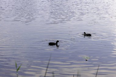 Gölün ya da gölün dalgalı yüzeyinde yüzen iki siyah Avrasya Koyu 'nun barışçıl manzarası çevrelerinde dairesel dalgalar oluşturur.. 