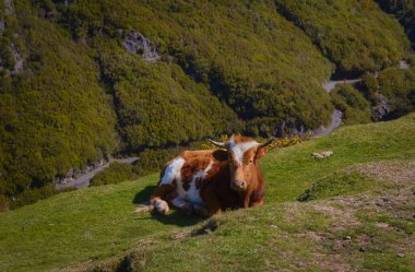 Levada das 25 'in Madeira' daki güzergahının başında bu rahat buzağı gibi otlayan hayvanlar tarafından karşılanıyoruz.