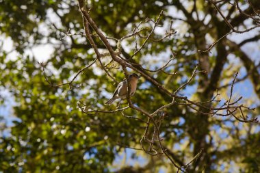 Levada das 25 Fontes, Madeira 'da bir ağaçta otlanan bir papatya.