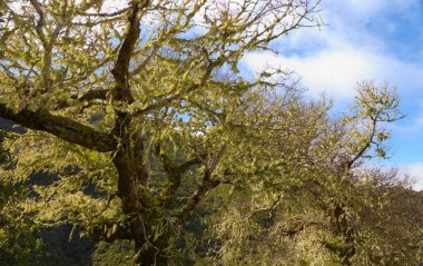 Levada das 25 Fontes yolunda Madeira 'da muhteşem yosun kaplı ağaçlar gördük.