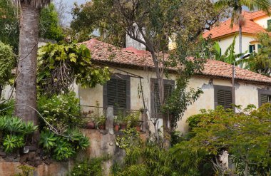 Madeira 'da egzotik bitkilerle dolu bir bahçe.