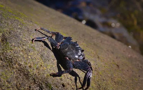 Crabe Commun Reposant Sur Rocher Observé Sur Île Madère — Photo