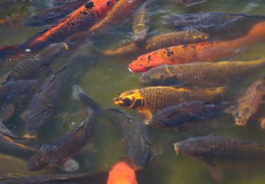 Koi fish frolic on the surface of the water in a pond in Bicentenario Park in Santiago de Chile clipart