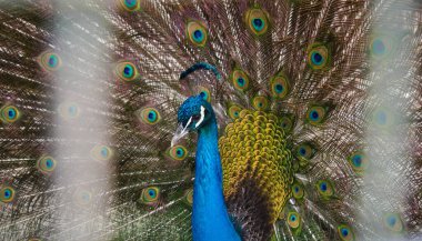 Bir devekuşu, Los Dominicos, Santiago de Chile 'de çekilen muhteşem renkli tüylerini gösterir.