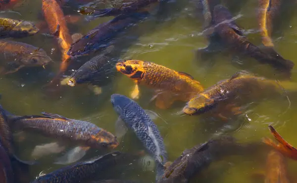 stock image Koi fish frolic on the surface of the water in a pond in Bicentenario Park in Santiago de Chile