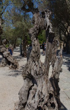 Portekiz 'in başkenti Lizbon' daki ortaçağ Sao Jorge Kalesi 'nin avlusunda içi oyulmuş zeytin ağaçları.