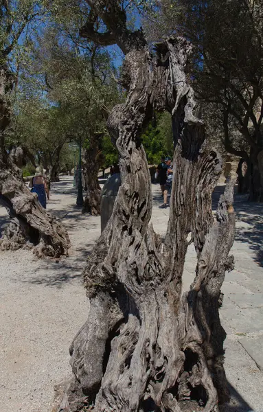 Portekiz 'in başkenti Lizbon' daki ortaçağ Sao Jorge Kalesi 'nin avlusunda içi oyulmuş zeytin ağaçları.