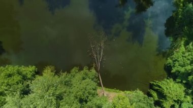 Devrilmiş Ağaç Göletleri Pruszkow Stawy Potulickich Havadan Görünümü Polonya. Yüksek kalite 4k görüntü