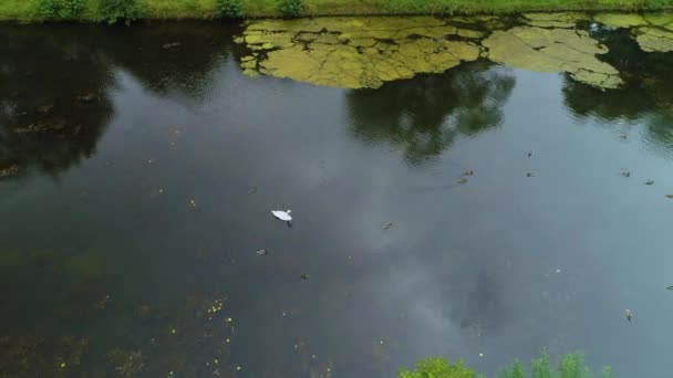 Pond Swan Slupsk Staw Air View Poland 고품질 — 비디오