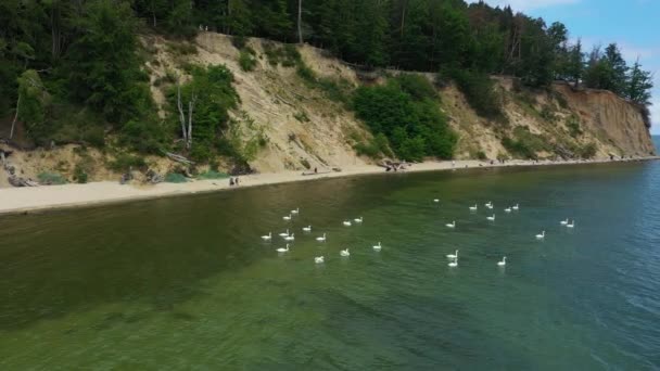 Swans Beach Gdynia Orlowo Plaza Labedzie Flygfoto Polen Högkvalitativ Film — Stockvideo